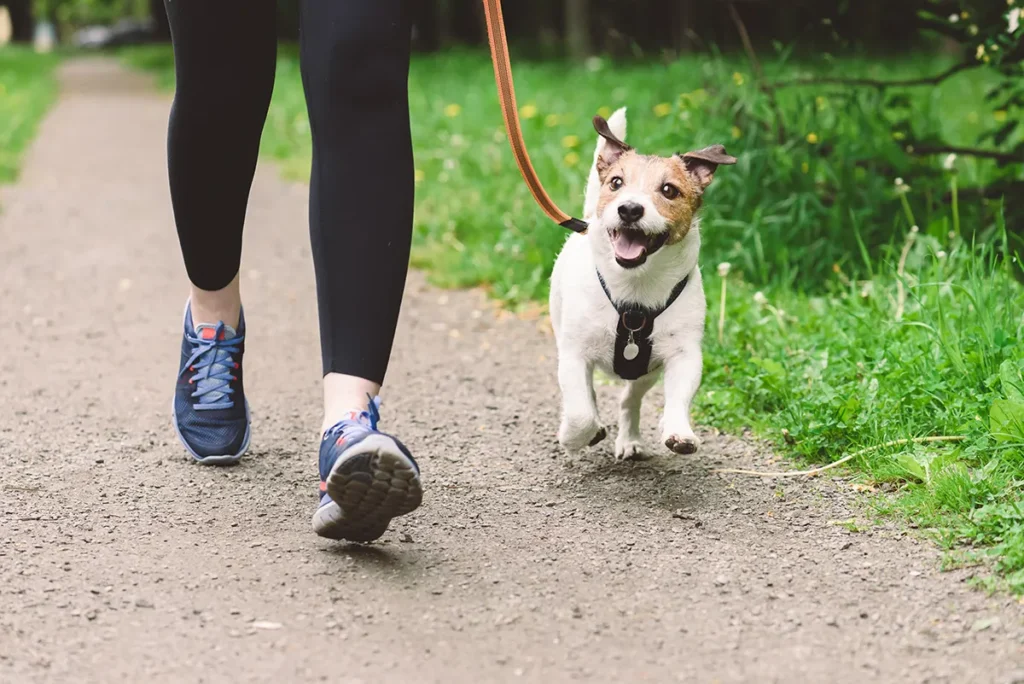 10 Benefits of walking on foot for 30 minutes daily Person wearing black leggings and blue sneakers walking a happy Jack Russell Terrier on a leash in a green, natural setting.