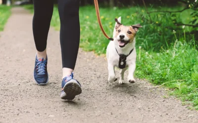 Person wearing black leggings and blue sneakers walking a happy Jack Russell Terrier on a leash in a green, natural setting.