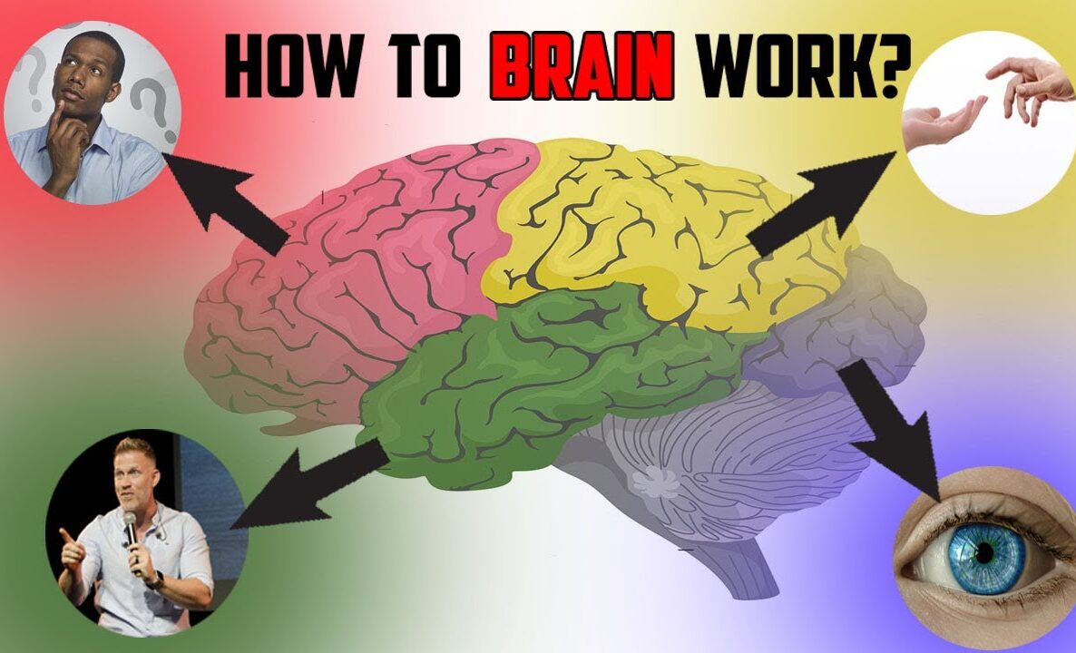The Brain: How It Works Why It Matters and How to Keep It Healthy
